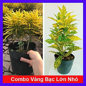 Combo phong thủy 2 cây vàng bạc lớn nhỏ  tặng phân bón cho cây