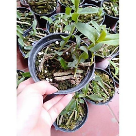 Hoa phong lan phi điệp ươm kie