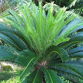 Mua CÂY VẠN TUẾ