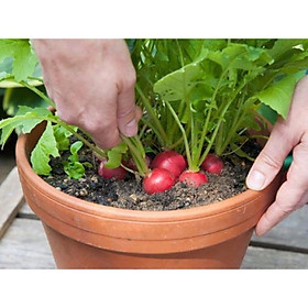 Hạt giống củ cải đỏ F1 gói 10gr