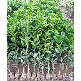 Cây cam chín sớm, giống cây CAM CHÍN SỚM C36 chuẩn giống cam kết chất lượng