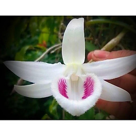Cốc phi điệp 5 cánh trắng TIÊN SA - hàng CẤY MÔ - hoa TÙY DUYÊN - hoa siêu đẹp