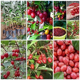 Mua cây giống nhót siêu ngọt mỹ  (trồng 1 năm có quả)