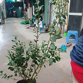 Mua Cây  việt  quất  cây đẹp tán dày