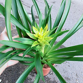 Mua Cây Phát Lộc Hoa Vàng