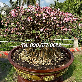 Bịch 10 hạt giống hoa sứ hồng tiên 5 cánh màu hồng phấn – Mã số 1427