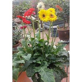HOA ĐỒNG TIỀN HÀ LAN CÁNH KÉP BÔNG CAO- chậu cây to đẹp đến tuổi hoa