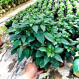 Mua Cây ớt thái chùm siêu cay cao 30-40 cm đang hoa và quả (Ảnh thật).
