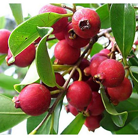 Cây giống ổi sim nhật bản
