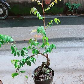 Cây Khế Bonsai