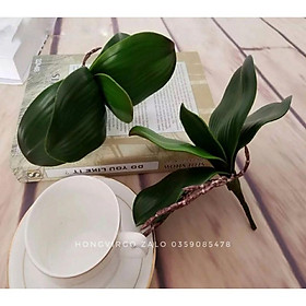 Mua Lá Lan Hồ Điệp To và Bé - LOẠI ĐẸP