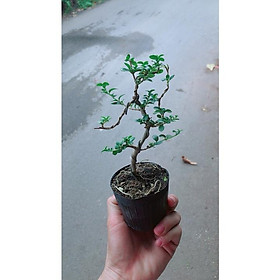 Sam Hương Bonsai Dáng Uốn