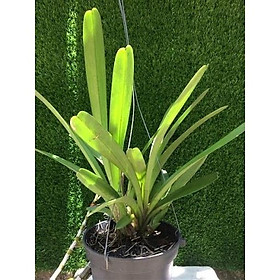 Mua combo 3 thân Địa lan kiếm lá cứng vùng tây bắc . hoa vô cùng đẹp