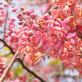 Mua Cây giống ô môi hoa