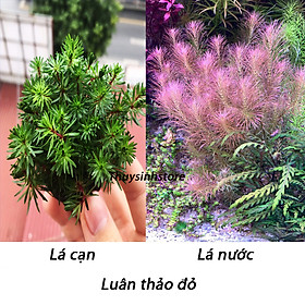 Cây thủy sinh Luân Thảo Đỏ 20-25 nhánh , chỉ đỏ (Hậu cảnh)