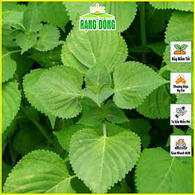 Mua Hạt giống Rau Thơm Mè Hàn Quốc (Lá Mè Vừng) Trồng Quanh Năm  Sinh Trưởng Khỏe - Hạt Giống Rạng Đông