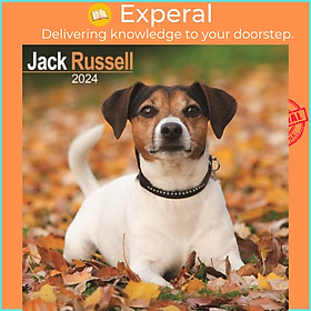 Sách - Jack Russell Calendar 2024  Square Dog Breed Wall Calendar - 16 Month by  (UK edition, paperback)