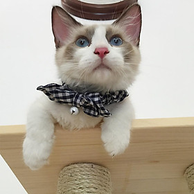Pet Cat Kitten Noctilucence Small Bell Collar Leash