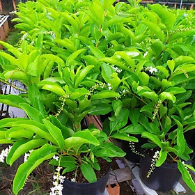 Cây giống Lài Thơm Thái - CayGiongTot