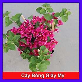 Cây Bông Giấy Mỹ - Cây cảnh sân vườn + Tặng phân bón cho cây mau lớn