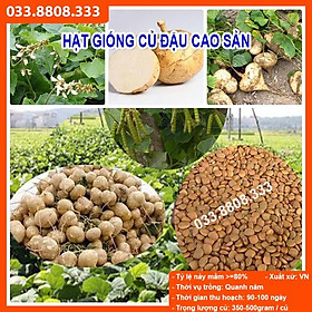 Mua HẠT GIỐNG CỦ ĐẬU 500gram - CỦ TO ĐẸP ĐỀU   TỶ LỆ NẢY MẦM CAO