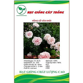 Hạt giống hoa hồng cổ vân khôi CT246 - Gói 10 hạt