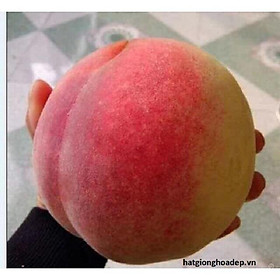 Mua CÂY GIỐNG ĐÀO TIÊN NHIỆT ĐỚI NHẬT BẢN SIÊU NGON SIÊU QUẢ- CAM KÊT GIỐNG CHUẨN F1