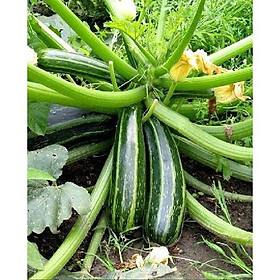 Mua Hạt giống bí ngòi xanh quả dài-Gói 10 hạt/tặng kèm gói phân bón lót