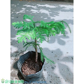 Mua Cây Tùng Bồng Lai