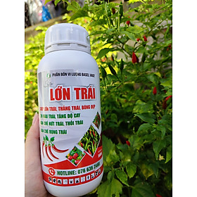 Mua LỚN TRÁI CHUYÊN ỚT- CHAI 500ML
