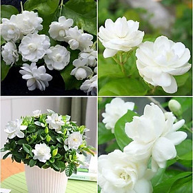 Combo 2 Gói Hạt giống hoa nhài trắng  - Gói 10 hạt