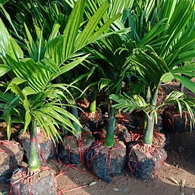 Mua CÂY GIỐNG CAU TỨ THỜI SIÊU QUẢ- CAM KÊT GIỐNG CHUẨN F1 - CGCTHSQ