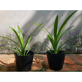 Mua Chậu cây giống lá dứa cây giống lá nếp thơm