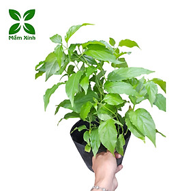 Cây Giống Bìm Bịp (Xương Khỉ, Mảnh Cọng) – 1 Bầu 2–4 Cây – Dễ Trồng, Lá Xanh Tốt