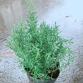 Mua Cây Hương Thảo Lớn
