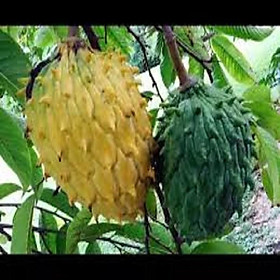 CÂY Giống Na SỪNG Nam Mỹ   nhập khẩu