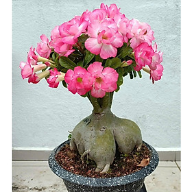 Hạt giống hoa sứ kép Thái Lan - Bịch 10 hạt – Mã số 2022