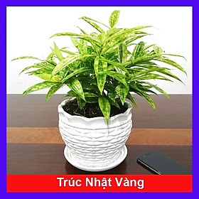 Mua Cây trúc nhật vàng - Cây cảnh để bàn + tặng phân bón cho cây