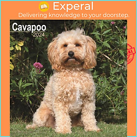 Sách - Cavapoo Square Wall Calendar 2024 by  (UK edition, paperback)