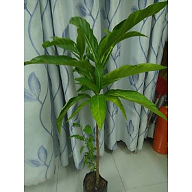 Mua Cây nhàu cao 80cm