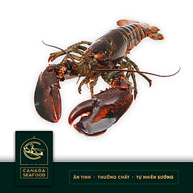 Tôm Hùm Tươi Sống Size ( 2,5KG - 3KG)