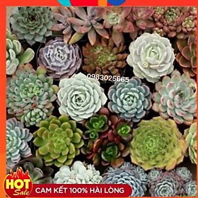 HẠT GIỐNG SEN ĐÁ MIX GÓI 20 HẠT