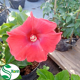 1 chậu cây giống Hoa Dâm Bụt Thái Nhiều Màu, Hoa To đại