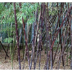1 thân cây giống cây trúc đen