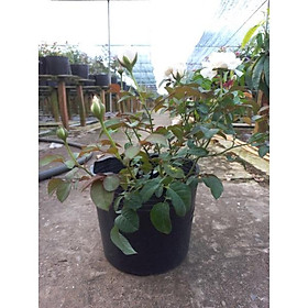 Mua Hoa hồng trắng Tranquility  hồng ngoại  hồng bụi  thân gỗ  nguyên bản