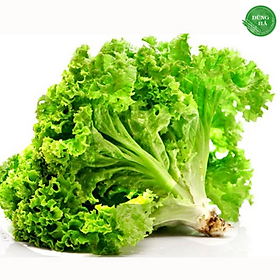 [ Chỉ giao HN] -Xà lách xoăn xanh 1kg