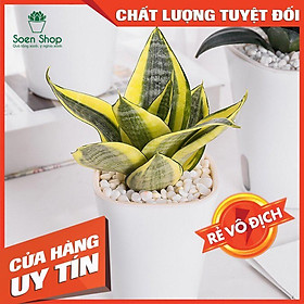 Cây lưỡi hổ vàng Hahnii - Tặng sỏi trang trí - Cây Phong Thủy