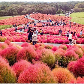 Mua Hạt Giống Cỏ Đổi Màu  100 Hạt Cỏ Đẹp Cho Không Gian Xung Quanh Nhà Bạn