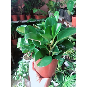 Mua Cây Trường Sinh