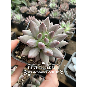 Mua CÂY SEN ĐÁ KIM CƯƠNG TÍM ĐƠN -HÀNG SẴN